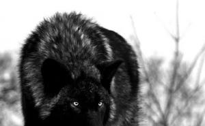 黑狼图片 第1张