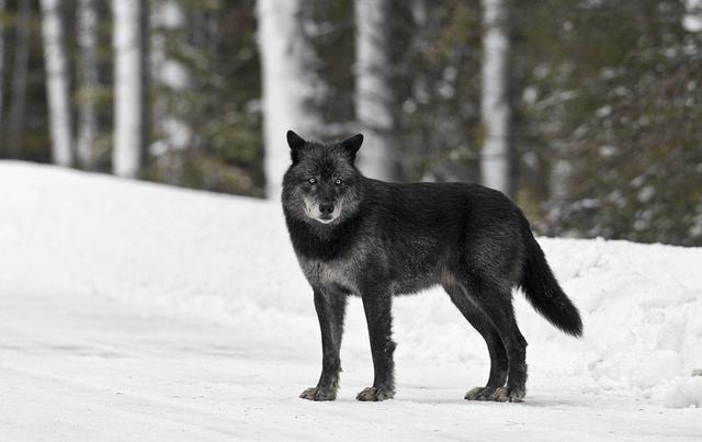 黑狼图片 第4张