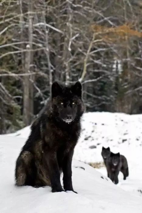 黑狼图片 第2张