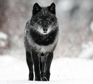 黑狼图片 第3张