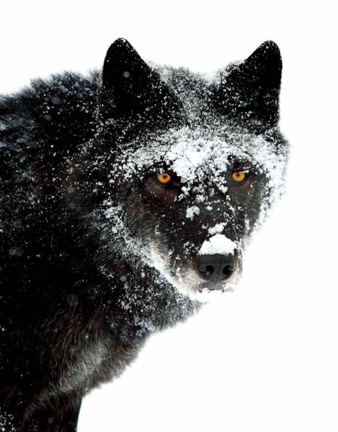 黑狼图片 第6张