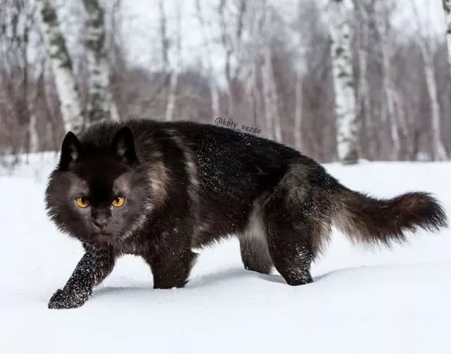 黑狼图片 第7张