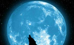 孤狼图片 第2张