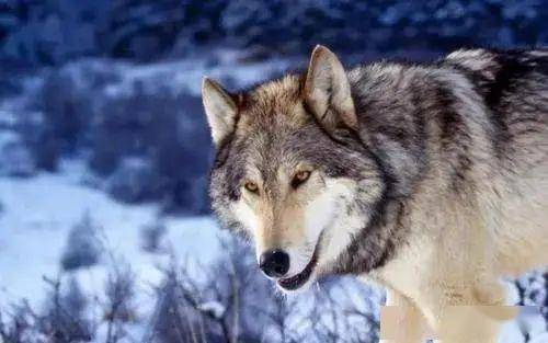 孤狼图片 第1张