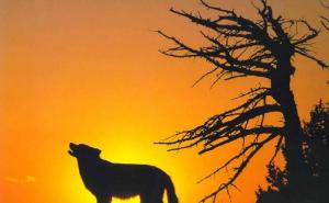 狼长啸图片 第2张