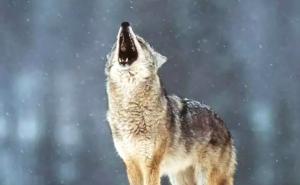 狼长啸图片 第5张