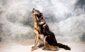 狼长啸图片 第4张