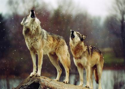 狼长啸图片 第3张