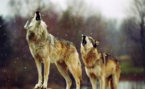 狼长啸图片 第3张