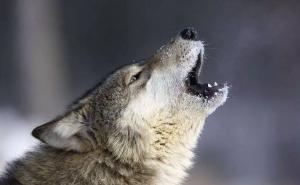 狼长啸图片 第6张