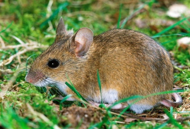 老鼠真实图片 第1张