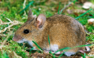 老鼠真实图片 第1张