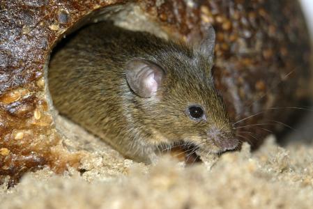 老鼠真实图片 第3张