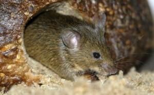 老鼠真实图片 第3张