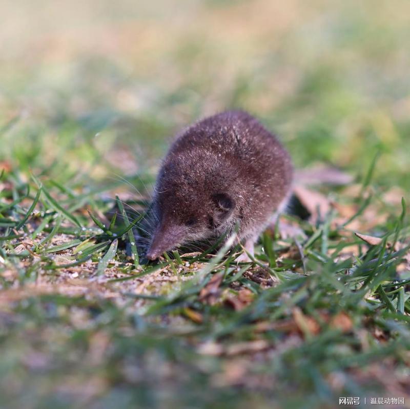 老鼠真实图片 第5张