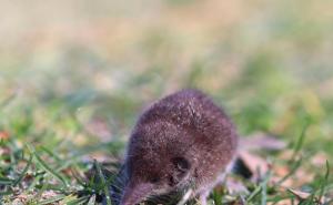 老鼠真实图片 第5张