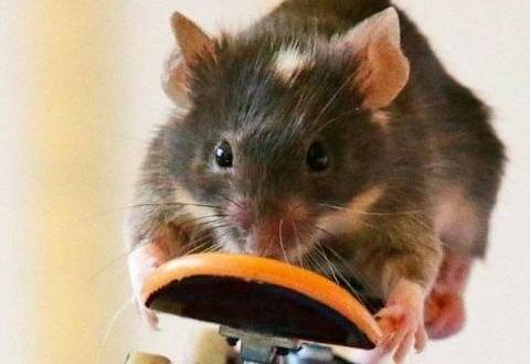 老鼠真实图片 第4张