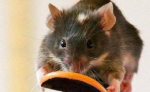 老鼠真实图片 第4张