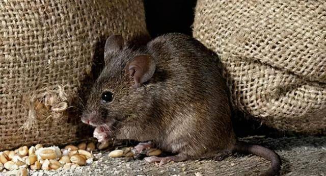 老鼠真实图片 第2张