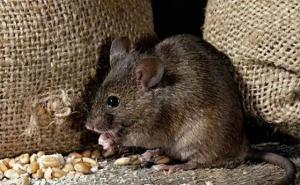 老鼠真实图片 第2张