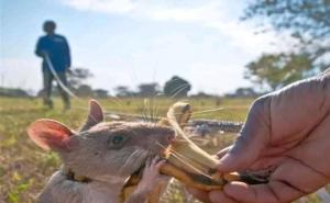 非洲大老鼠图片 第2张