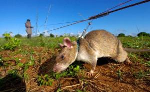 非洲大老鼠图片 第1张