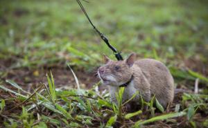 非洲大老鼠图片 第5张