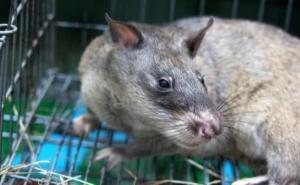 非洲大老鼠图片 第6张