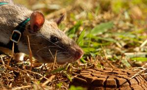 非洲大老鼠图片 第3张