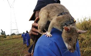 非洲大老鼠图片 第7张
