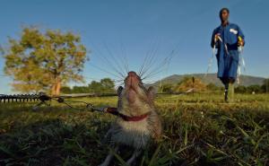 非洲大老鼠图片 第9张