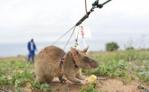 非洲大老鼠图片 第8张
