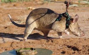 非洲大老鼠图片 第10张