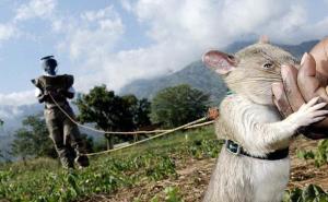 非洲大老鼠图片 第11张