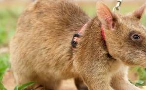 非洲大老鼠图片 第12张