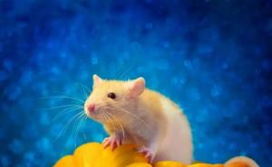 宠物老鼠图片 第11张