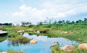 合肥湿地公园图片