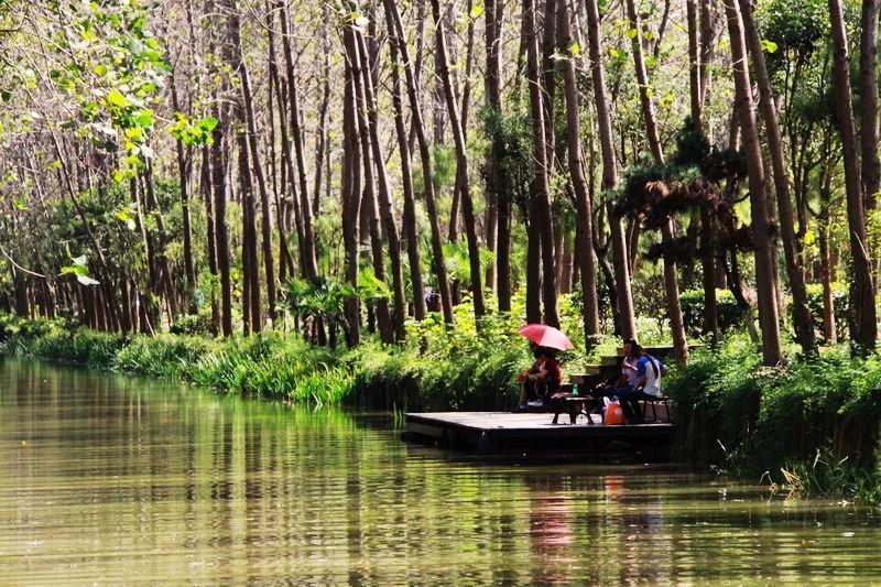 合肥湿地公园图片 第7张
