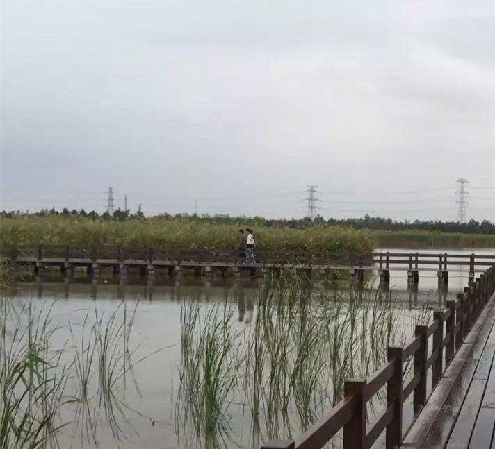杭州湾湿地公园图片 第5张