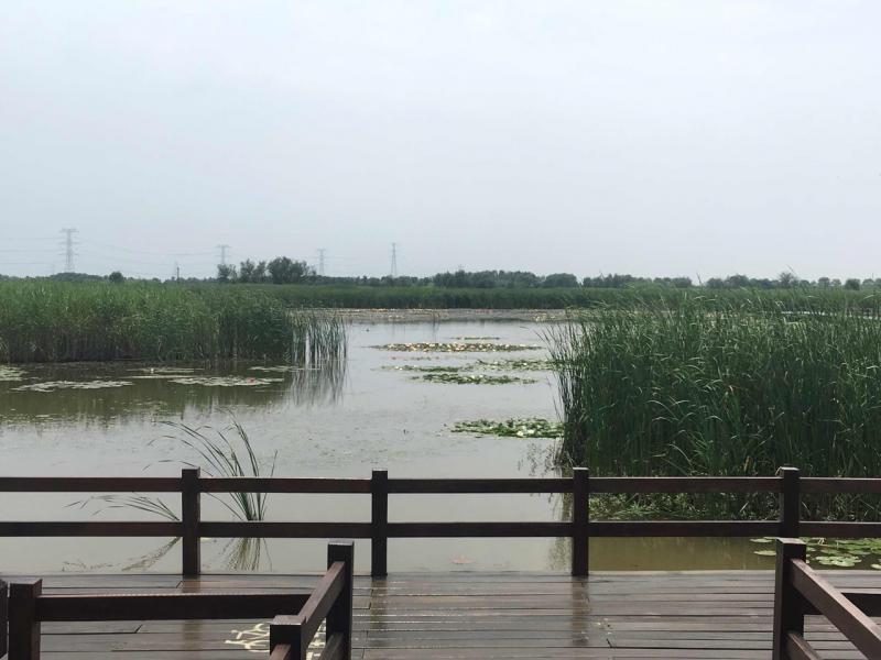 杭州湾湿地公园图片 第8张