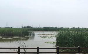 杭州湾湿地公园图片 第8张