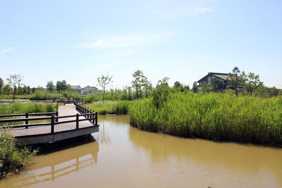 杭州湾湿地公园图片 第7张