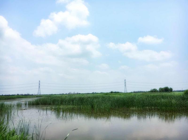 杭州湾湿地公园图片 第10张