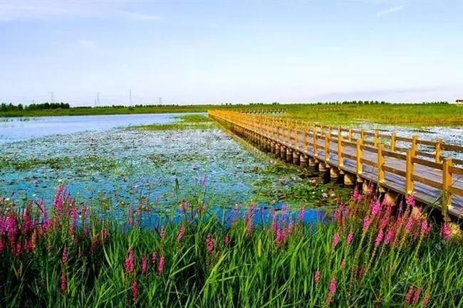 杭州湾湿地公园图片 第9张