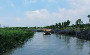 东莞湿地公园图片