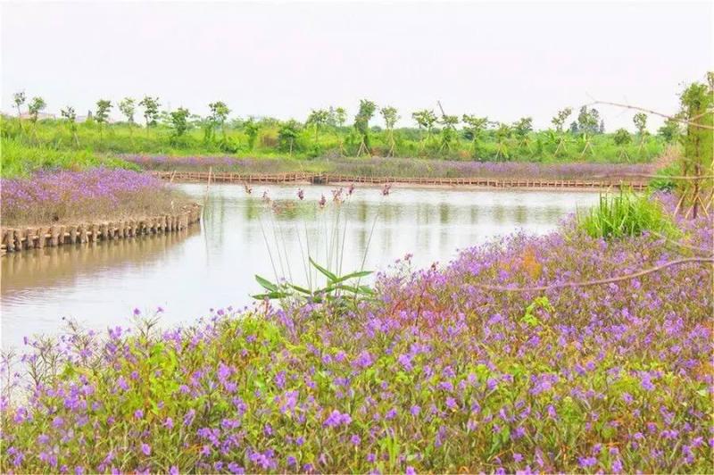 东莞湿地公园图片 第3张