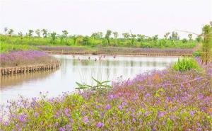 东莞湿地公园图片 第3张