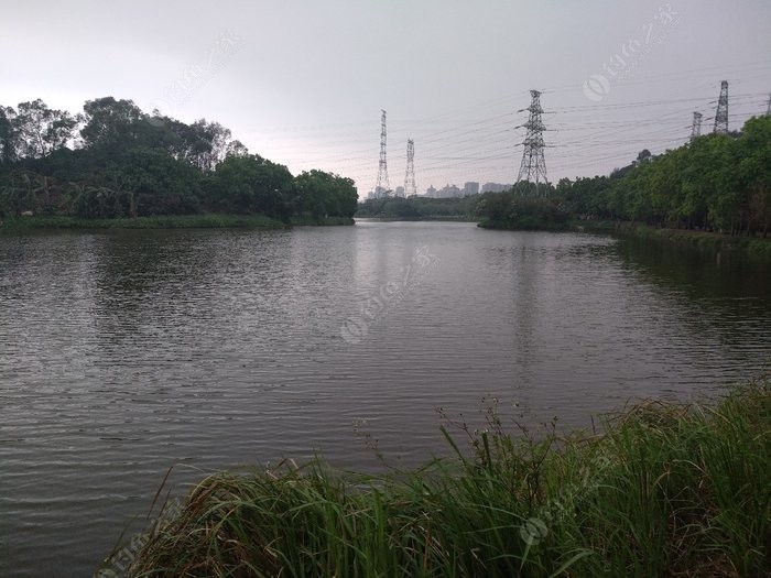 东莞湿地公园图片 第4张