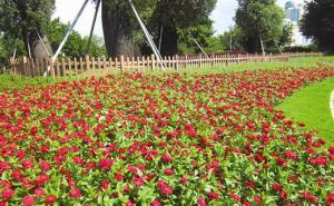 公园鲜花草地图片 第9张