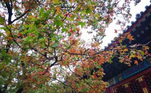北京香山公园图片 第5张